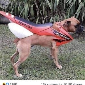 Meet your Posher, Gracie